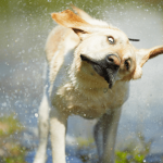 Why wet dogs shake so much