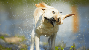 Why wet dogs shake so much