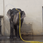 Watch a clever elephant use a hose to get clean