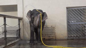 Watch a clever elephant use a hose to get clean