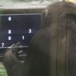 Like humans, chimps often perform tasks differently when crowds are watching