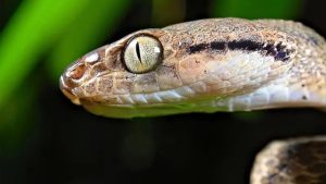 La isla de EE.UU. con más de dos millones de serpientes que exterminaron las aves y ahora amenazan el bosque