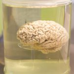 10 Scientists Who Enabled Brains to Survive Bodily Death