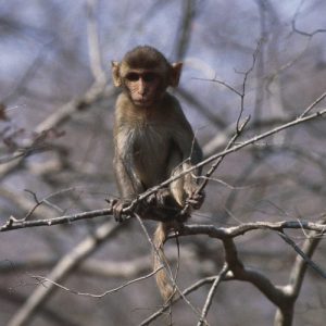 Research monkeys still having a ball days after busting out of lab, policy say