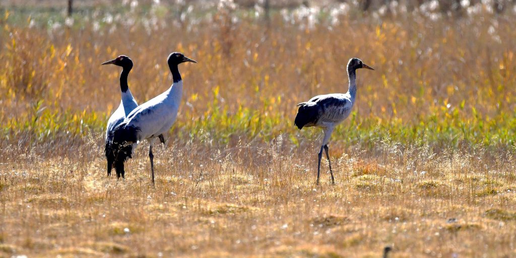 These Cranes Were Symbols of Fidelity. Now, Science Disagrees.