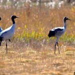 These Cranes Were Symbols of Fidelity. Now, Science Disagrees.