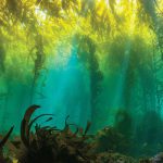 Protect kelp forests | Science