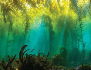 Protect kelp forests | Science