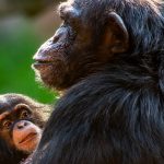 Humans’ big brains may not be the reason for difficult childbirth, chimp study suggests