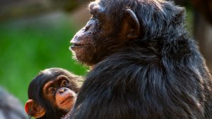 Humans’ big brains may not be the reason for difficult childbirth, chimp study suggests