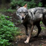 Inside Italy: Wolf culling, cheaper beer and St Martin’s Day traditions