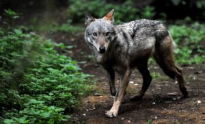 Inside Italy: Wolf culling, cheaper beer and St Martin’s Day traditions