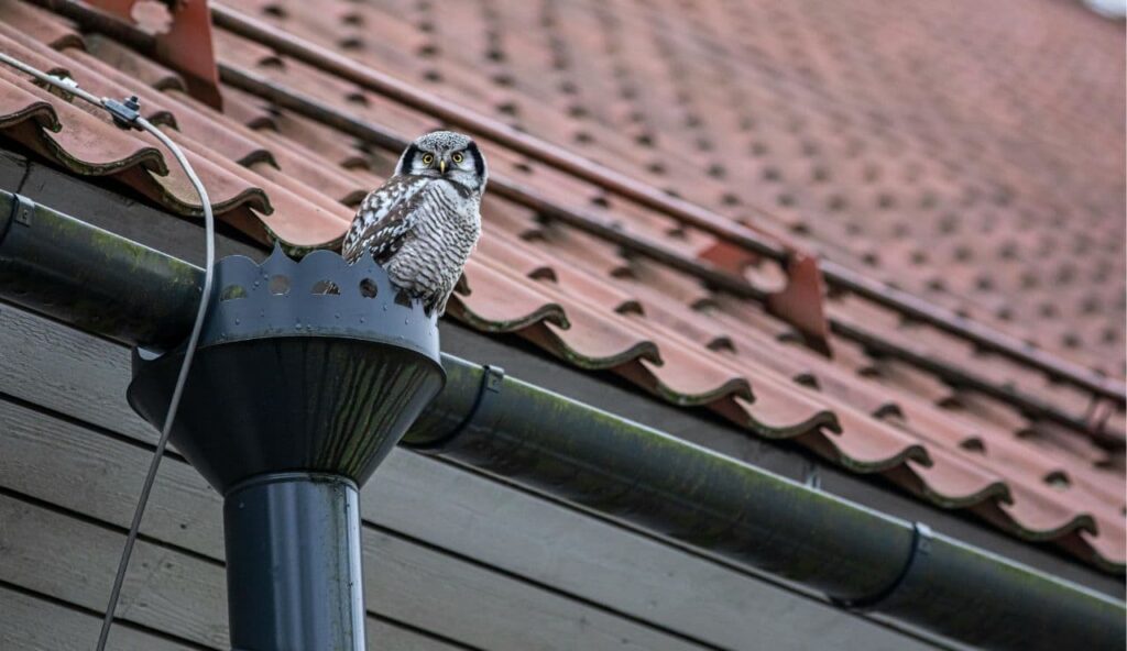 gocciolatoio per balcone