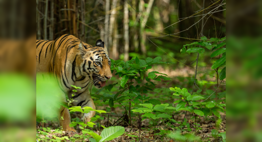 UP opens eco-tourism in core zones of tiger reserves, against NTCA directive