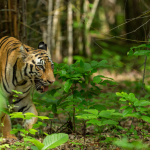 UP opens eco-tourism in core zones of tiger reserves, against NTCA directive