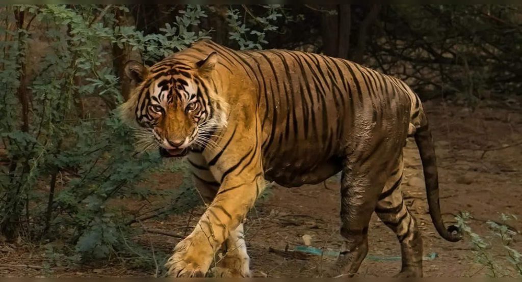 Ranthambore National Park: 25 of 75 tigers are missing