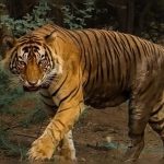 Ranthambore National Park: 25 of 75 tigers are missing