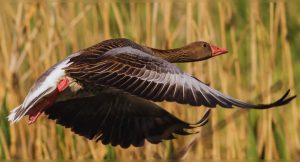 Tikri Forest and Parvati Arga Bird Sanctuary to become new tourist hotspots near Ayodhya