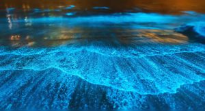 Chennai’s bioluminescent waves spark wonder: Where else can you see this phenomena in India