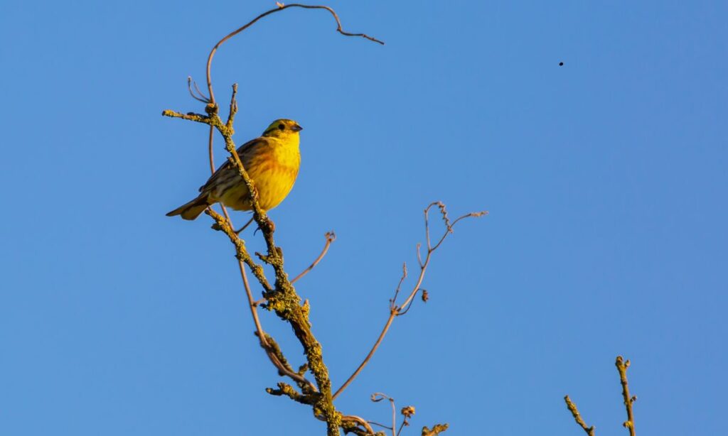 Birdwatching e osservazione della fauna nei parchi di Venaria Reale