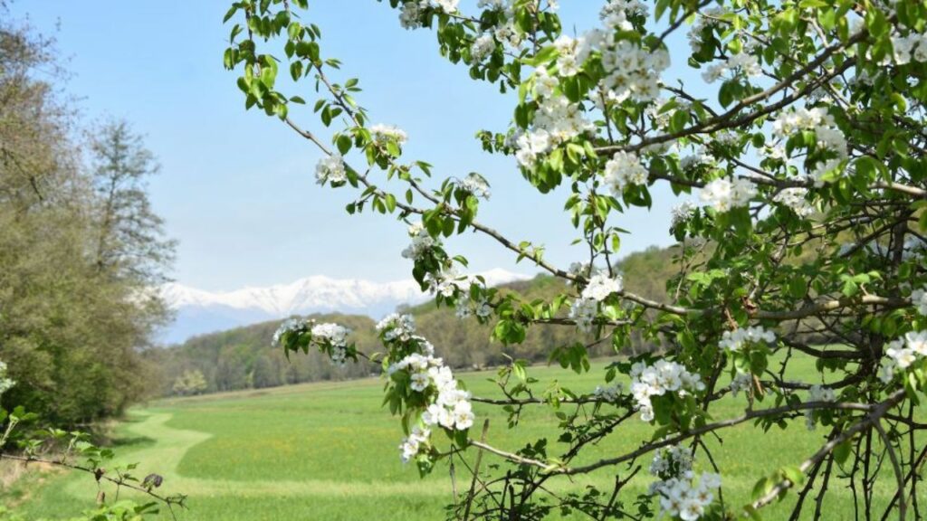 parco-naturale-la-mandria-1